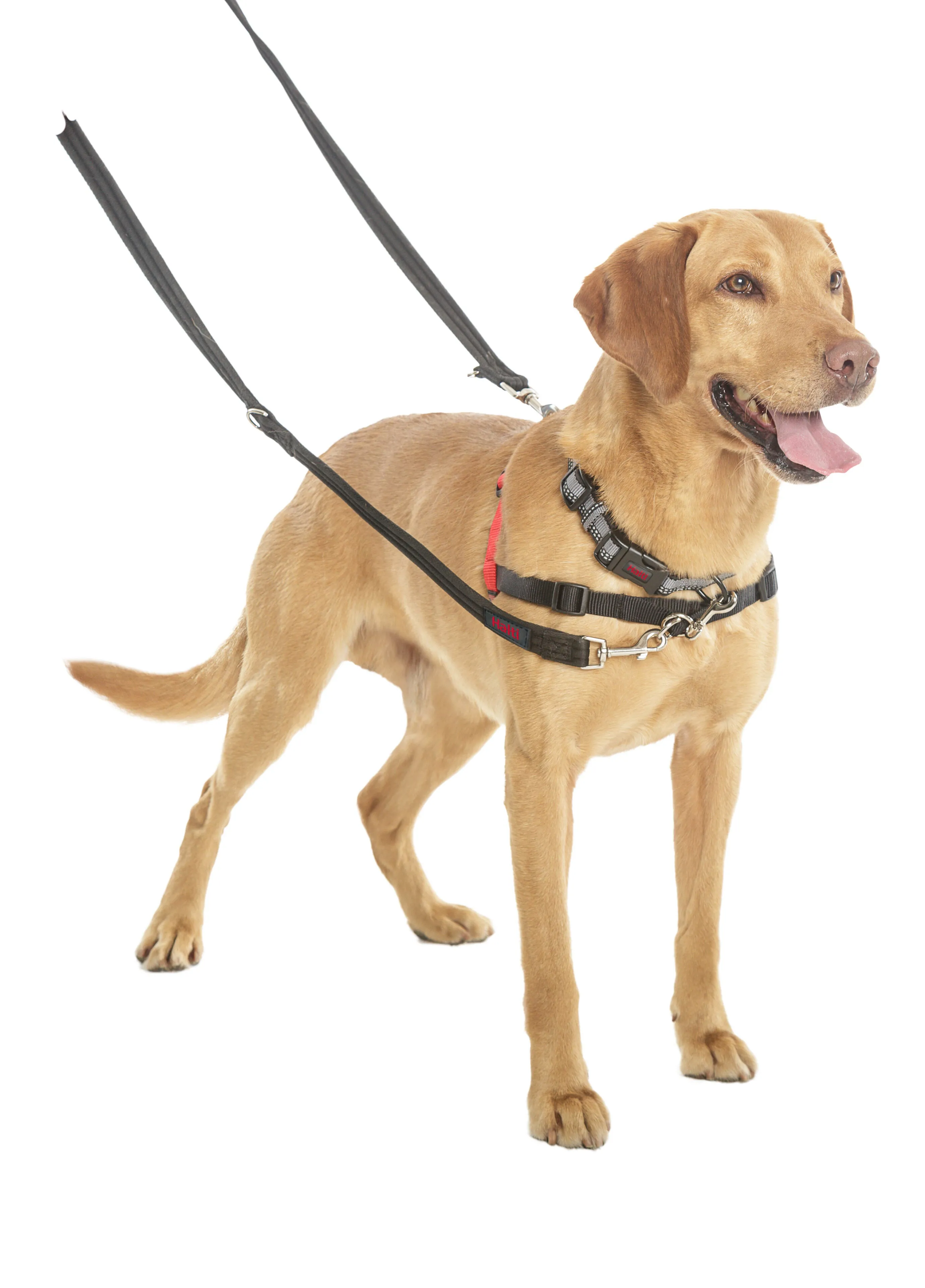 Halti black training lead - Guide Dogs recommended